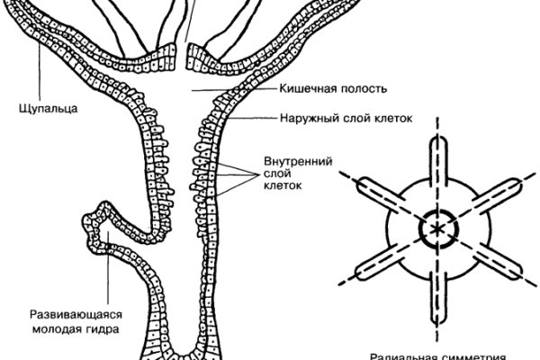 Что такое кракен шоп